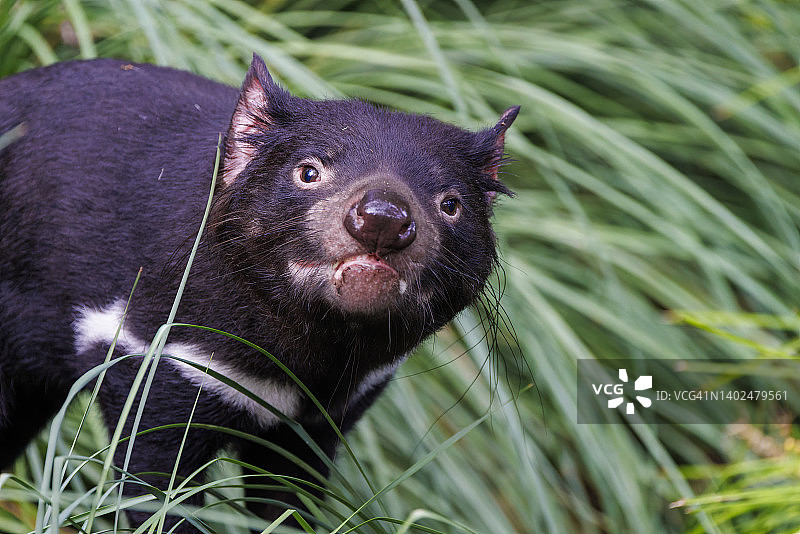 雄性袋獾图片素材