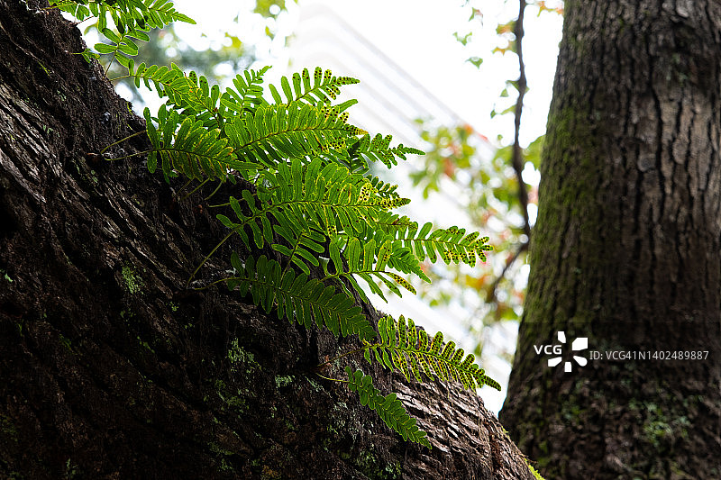 复活蕨，植物从栎树上生长，附生，有苔藓，新叶在树皮上生长图片素材