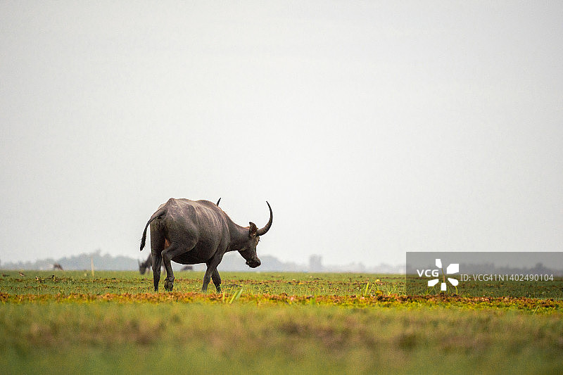 亚洲水牛的生活图片素材