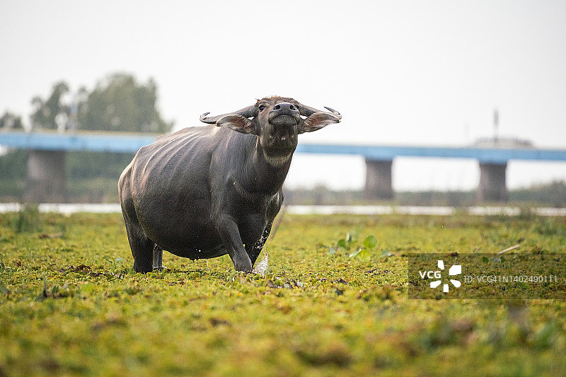亚洲水牛的生活图片素材