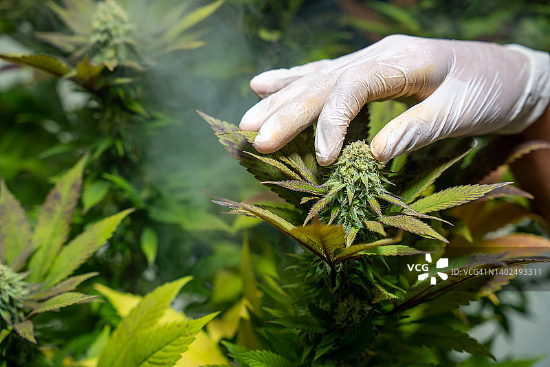 戴手套的科学家手中的大麻花蕾。草药替代医学、CBD油、制药工业概念。图片素材