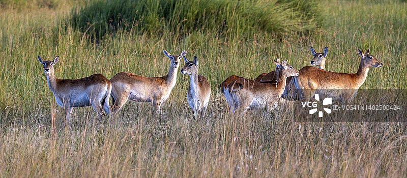 红水羚图片素材