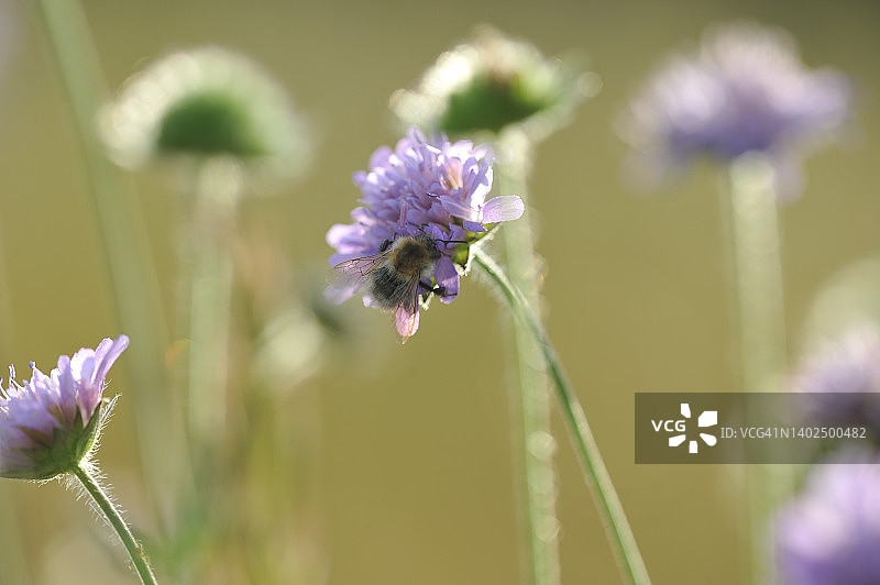 遗孀花与蜜蜂图片素材