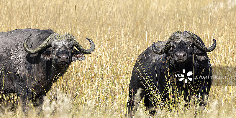 好奇的野牛图片素材