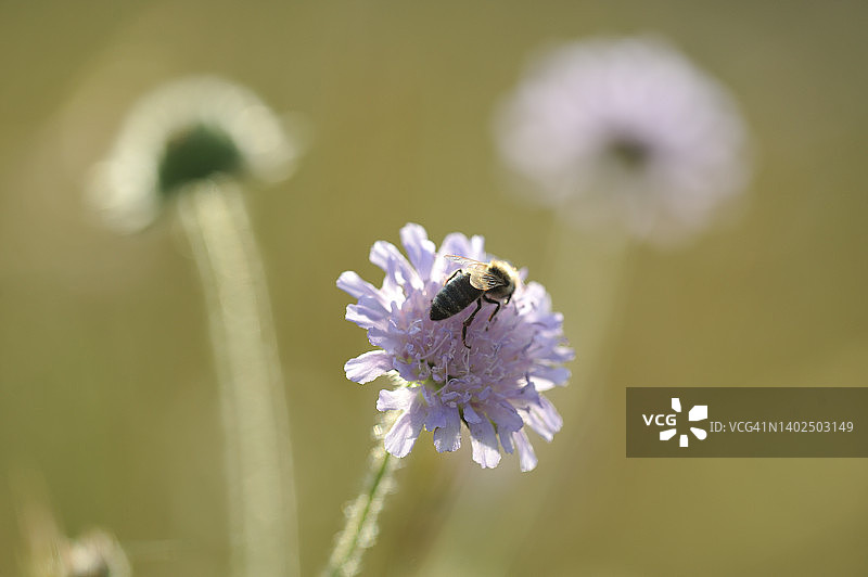 停留在蓝盆花上的蜜蜂图片素材