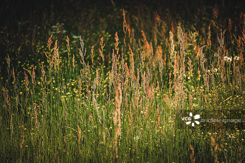 夏日傍晚逆光下牧场中的酢浆草图片素材