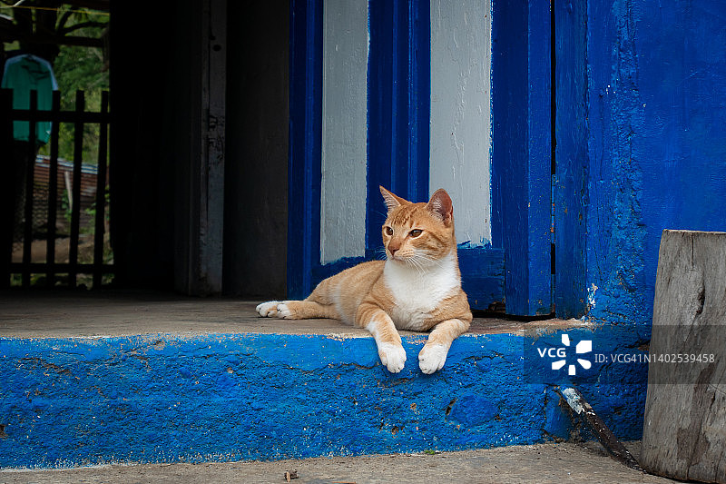 坐在蓝色家门前的猫图片素材