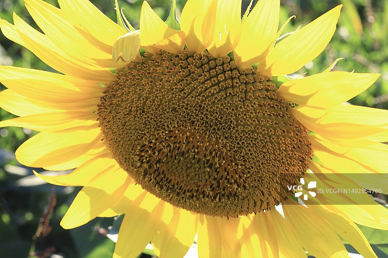 向日葵特写图片素材