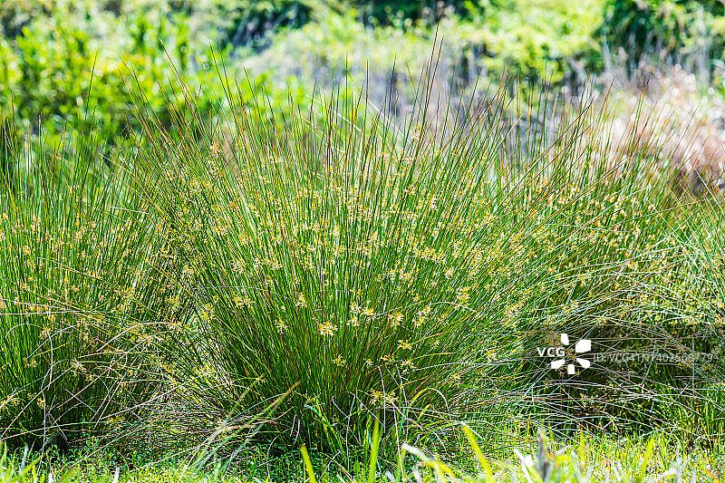 灯心草图片素材