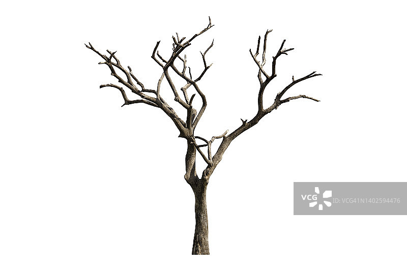 白色背景上的孤立枯树（带裁剪路径）图片素材