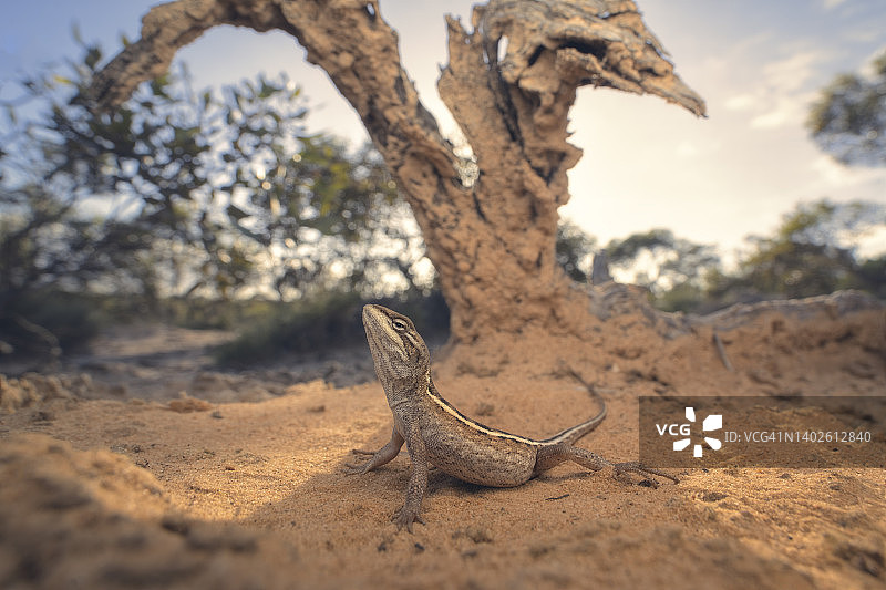 南澳大利亚高勒山脉的沙地桉树栖息地的双线龙蜥图片素材