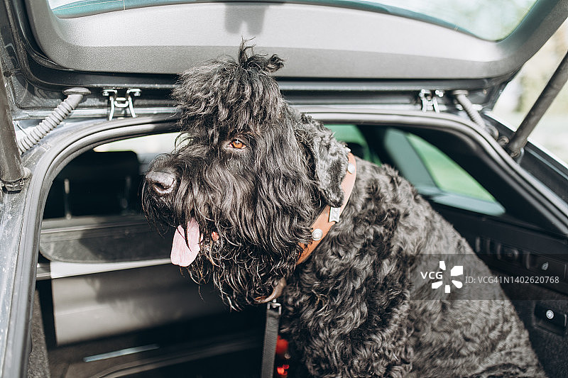 汽车后备箱里的大黑狗图片素材