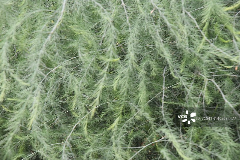 苔藓植物图片素材