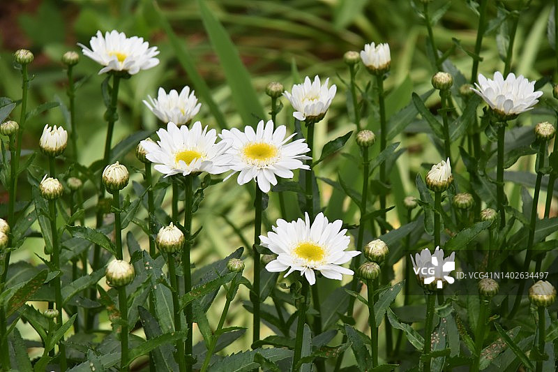 盛开的雏菊图片素材