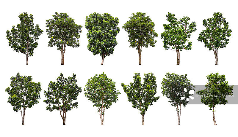 白色背景上的绿树素材（含裁剪路径）图片素材