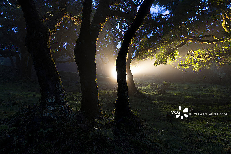 森林之夜图片素材