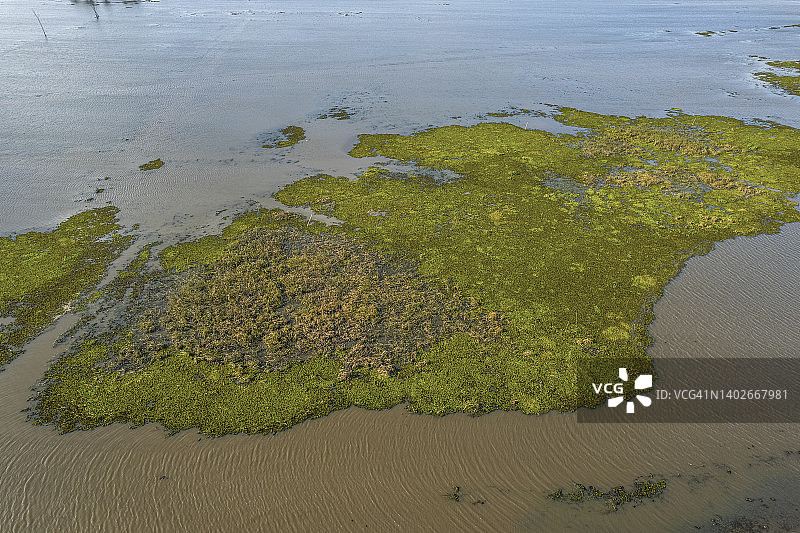 沼泽中的绿草背景图片素材