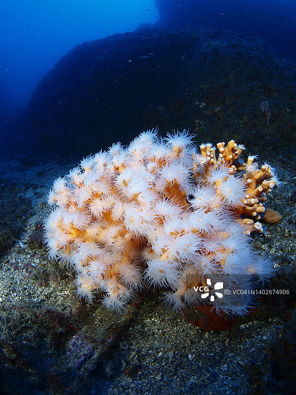 地中海的橙色珊瑚群落（树状角珊瑚）图片素材