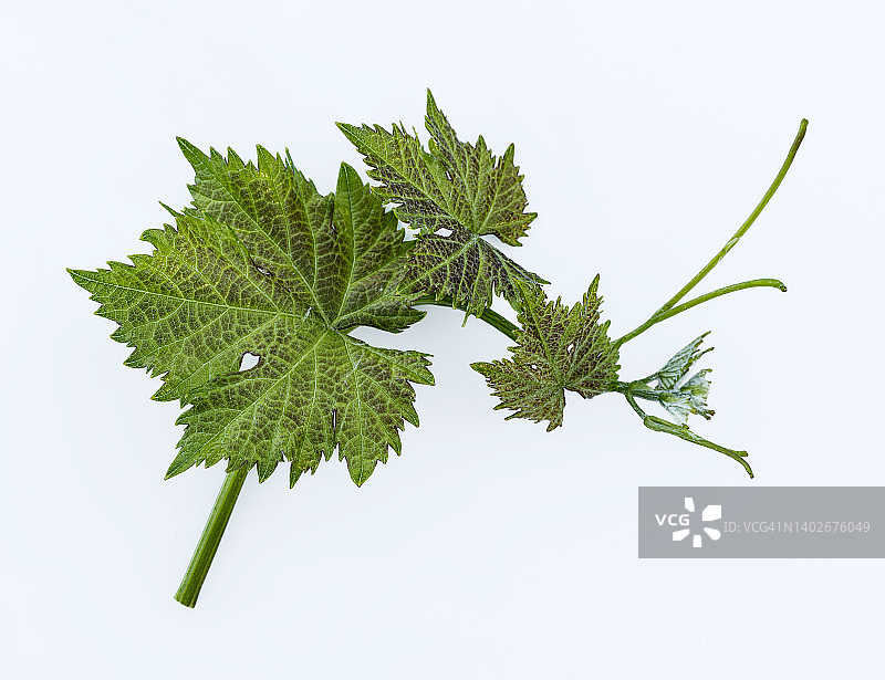 白色背景上的葡萄叶特写图片素材