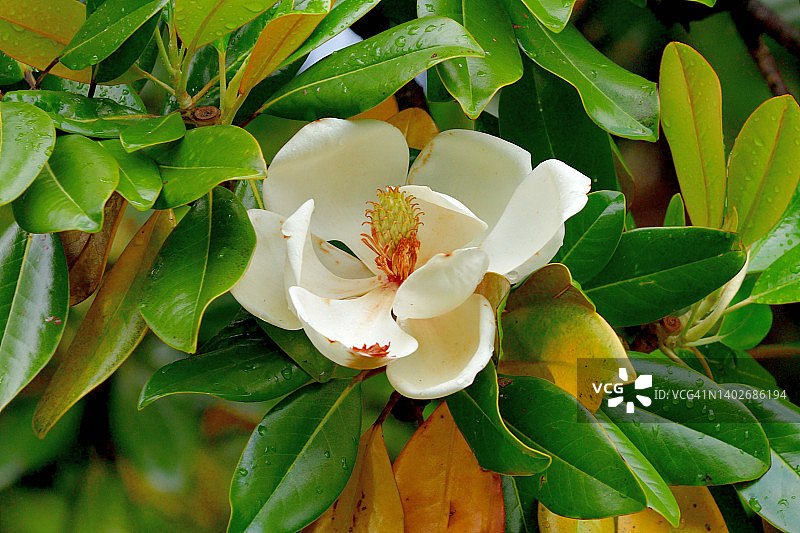 广玉兰花图片素材