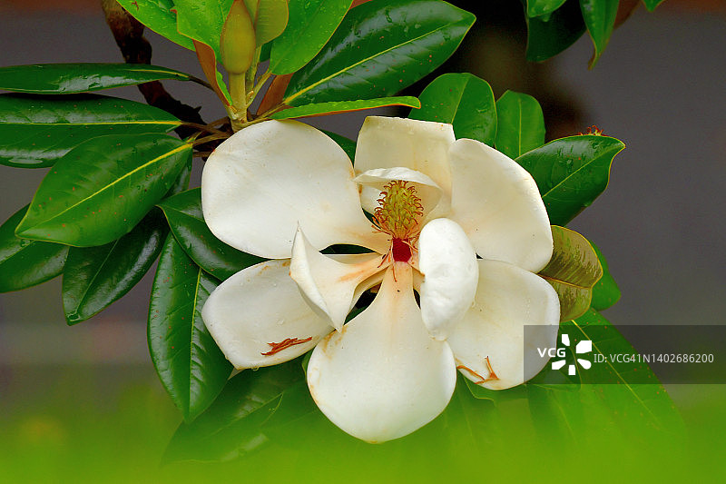 广玉兰花图片素材