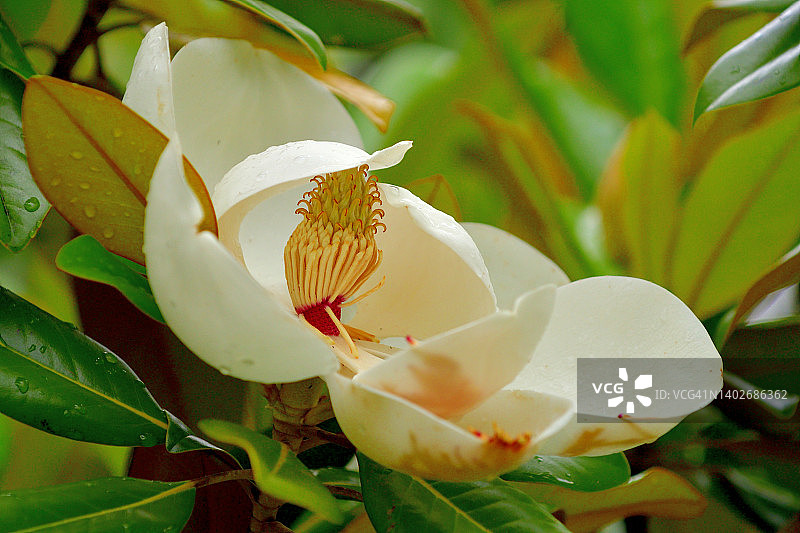 广玉兰花图片素材