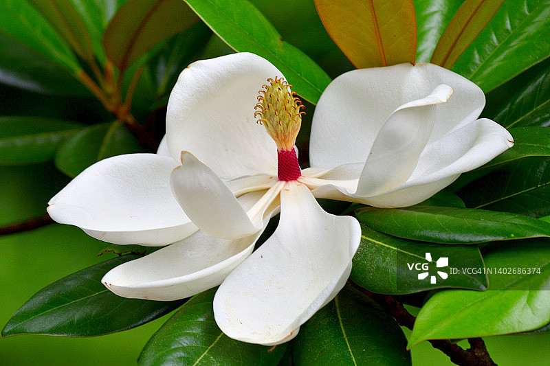 广玉兰花图片素材