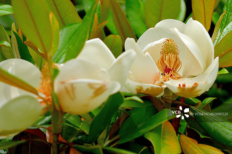 广玉兰花图片素材