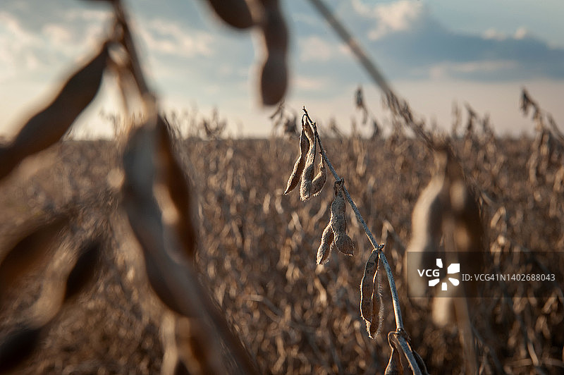 田野里生长的大豆图片素材