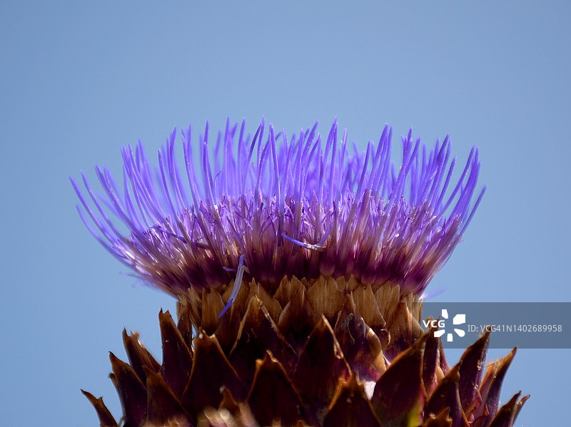 朝鲜蓟的紫色花朵图片素材