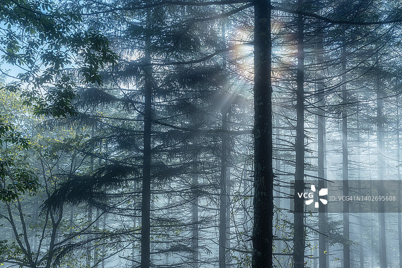 晨曦洒进雾气弥漫的森林图片素材