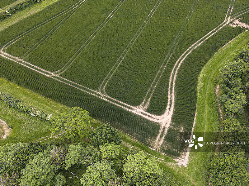 绿色麦田中的拖拉机车辙图片素材