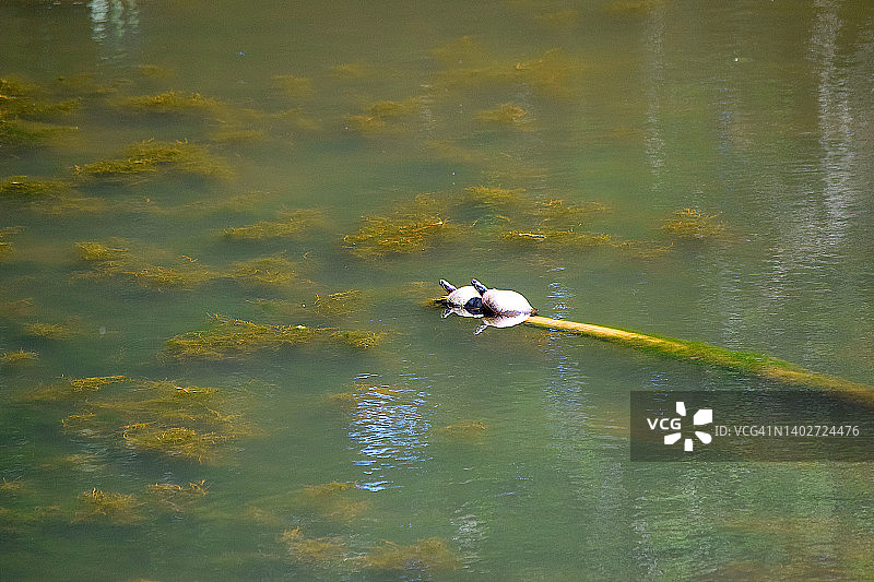 东方彩龟图片素材