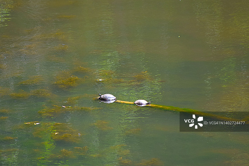 东方彩龟图片素材