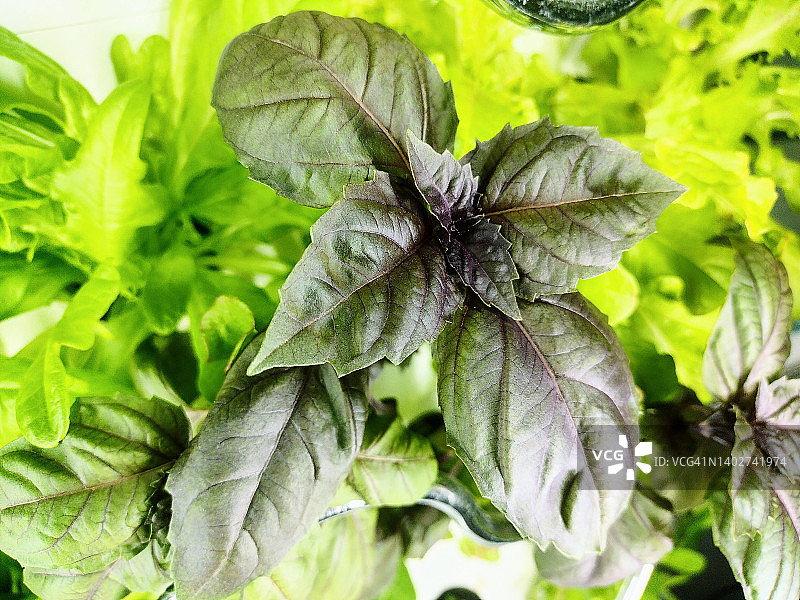 红宝石罗勒特写图片素材