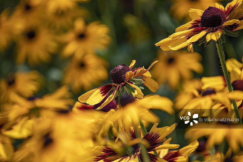 黑眼苏珊花图片素材