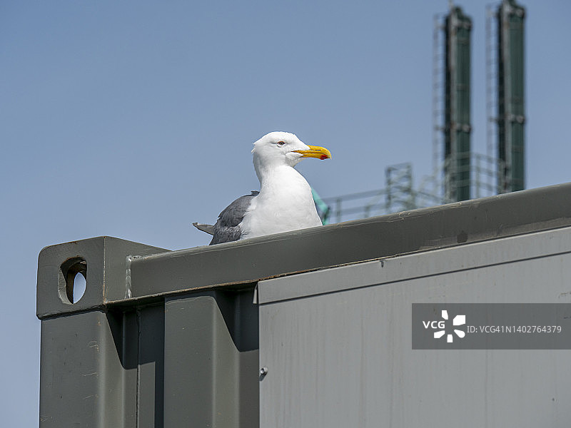 2022年5月13日 西方海鸥栖息图片素材