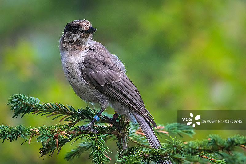 加拿大灰松鸦栖息在树枝上图片素材