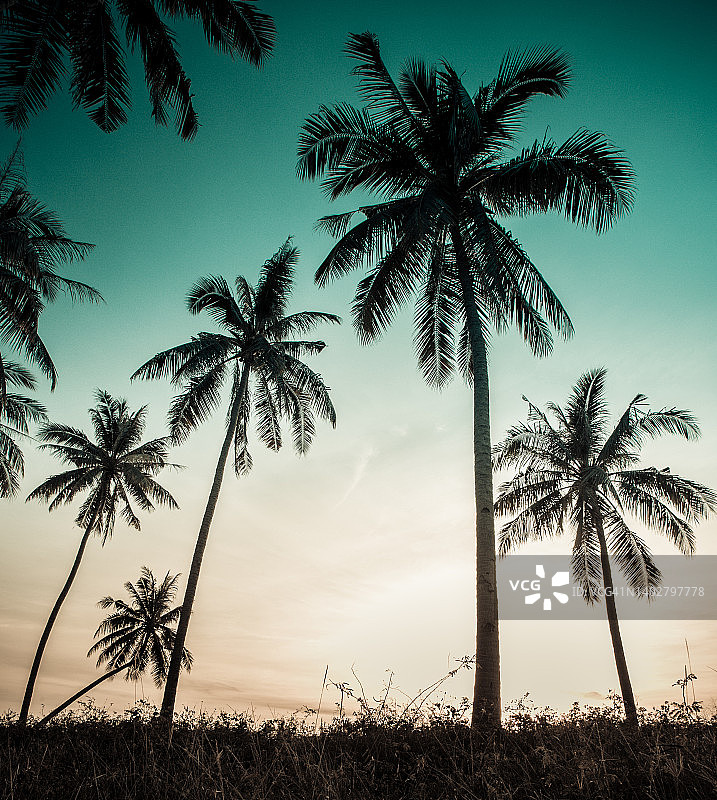 椰子树图片素材