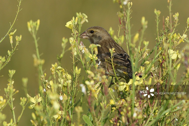 正在吃野花种子的绿雀图片素材