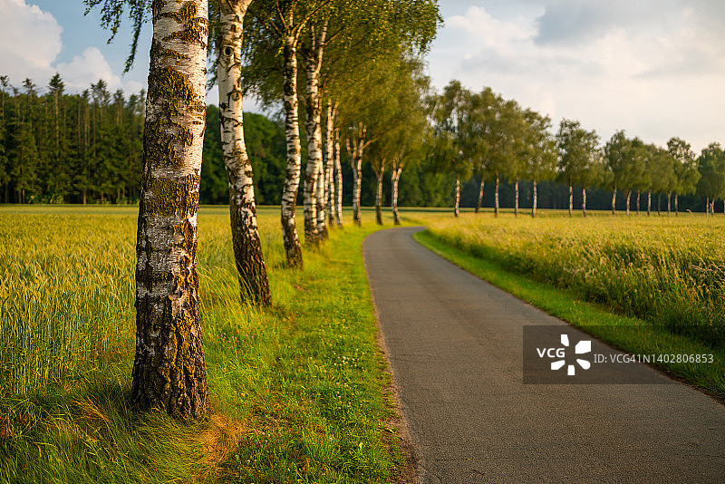 白桦树旁的乡村公路图片素材
