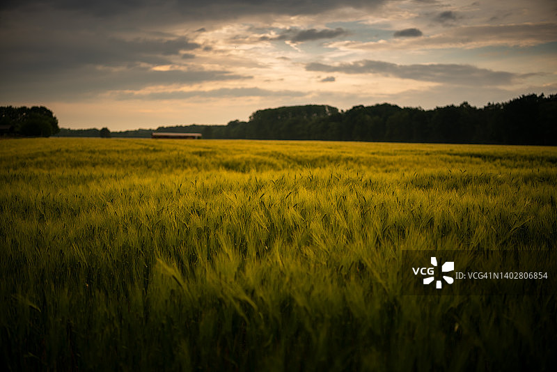 黄昏时分的麦田（六月初）图片素材