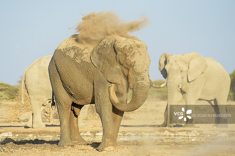 非洲象图片素材