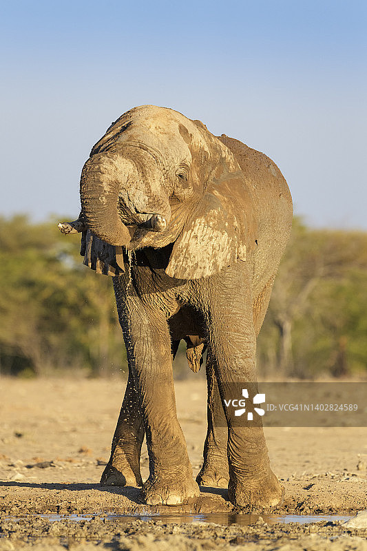 非洲象图片素材