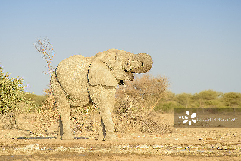 非洲象图片素材