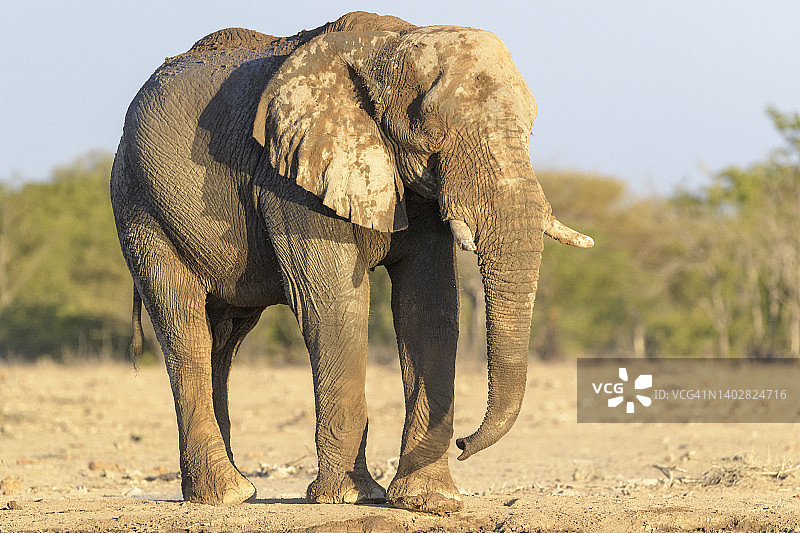 非洲象图片素材