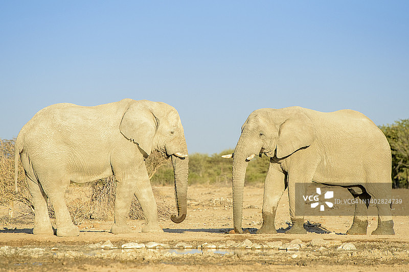 非洲象图片素材