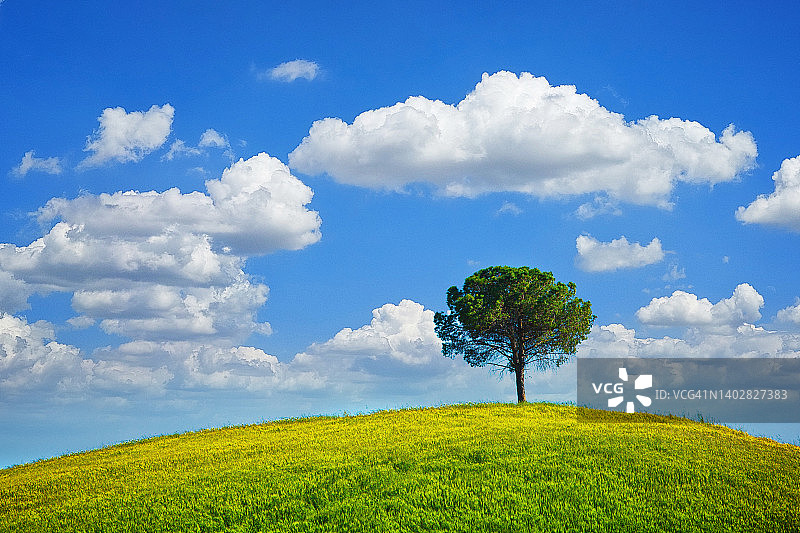 托斯卡纳的孤独的树图片素材