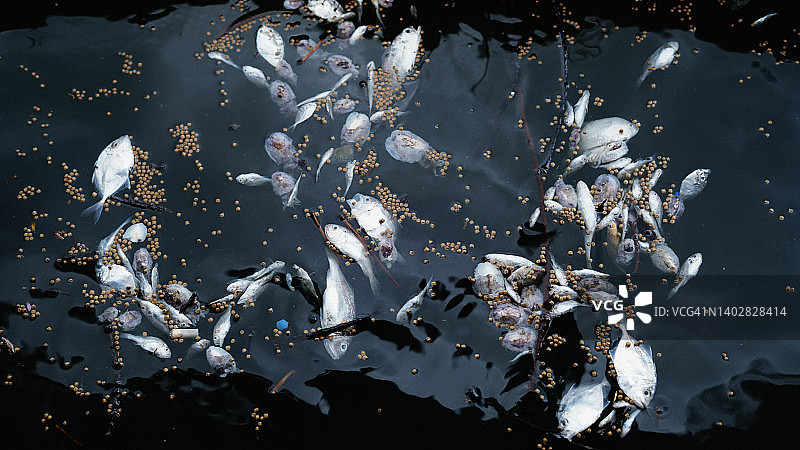 死鱼与鱼食，用于喂鱼图片素材