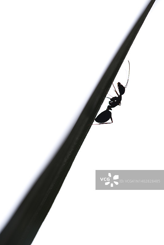 白色背景上的蚂蚁攀爬树枝图片素材